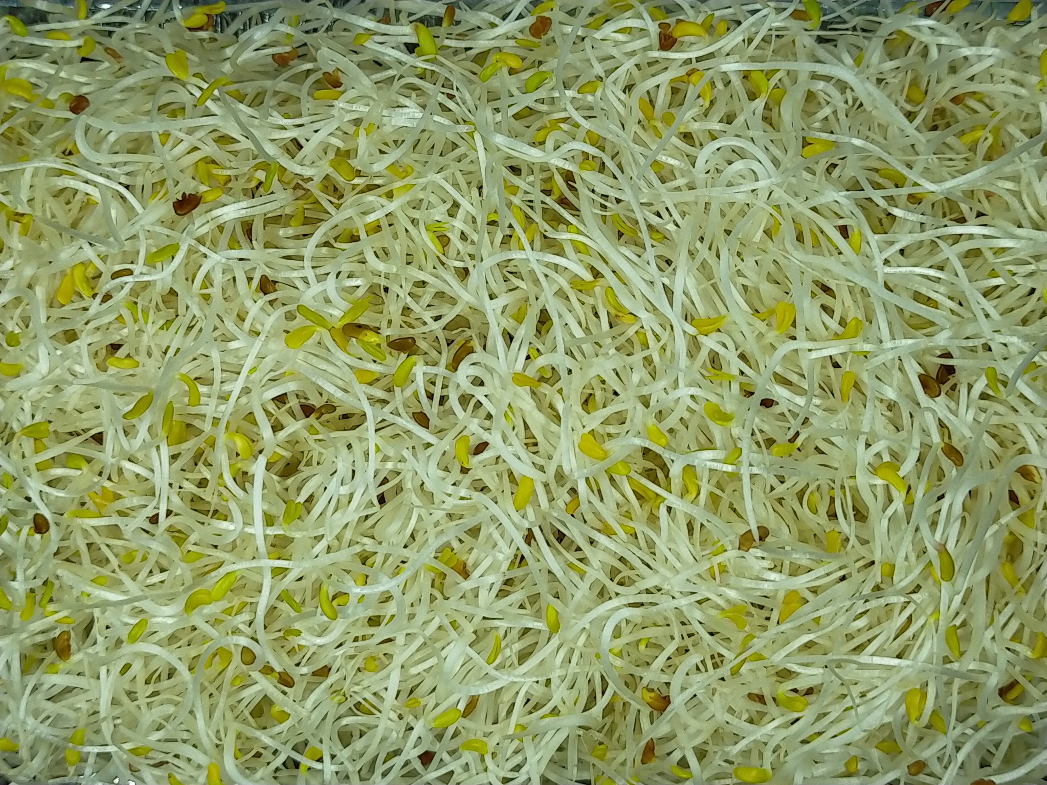 生菜類